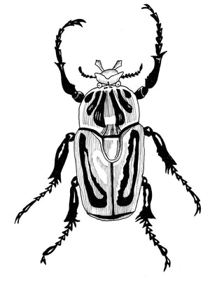 Beetle no.1