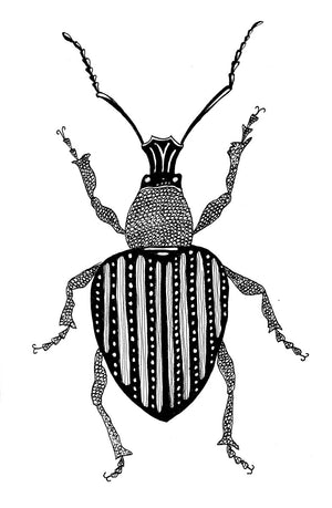 Beetle no. 3