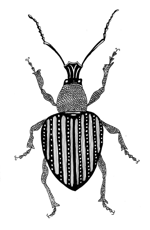 Beetle no. 3