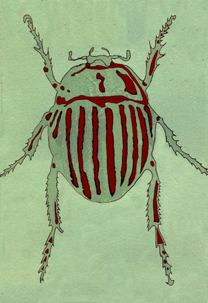 Striped Beetle