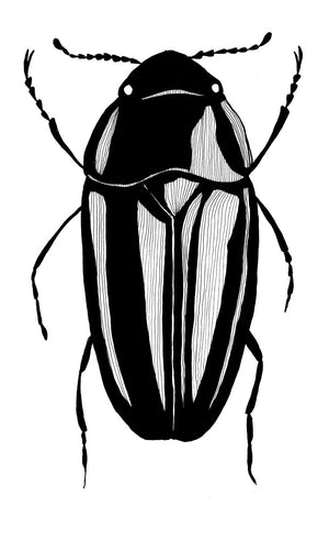 Beetle no. 4