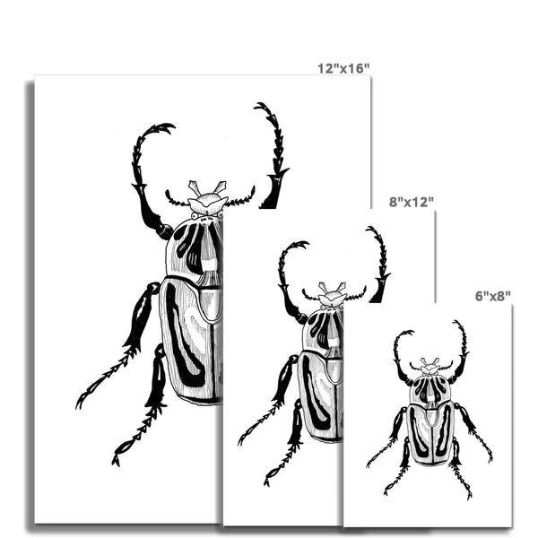 Beetle no.1 Giclée Print