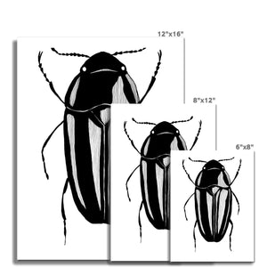 Beetle no. 4 Hahnemühle German Etching Print - Fine art