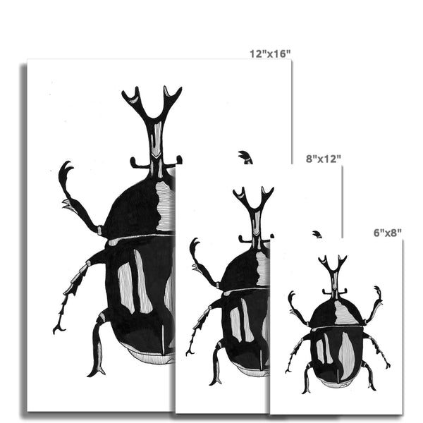 Beetle no.2 Giclée Print