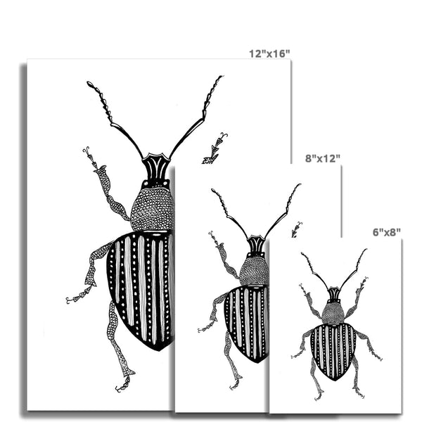 Beetle no. 3 Giclée Print
