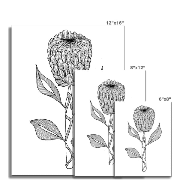 Protea Giclée Print